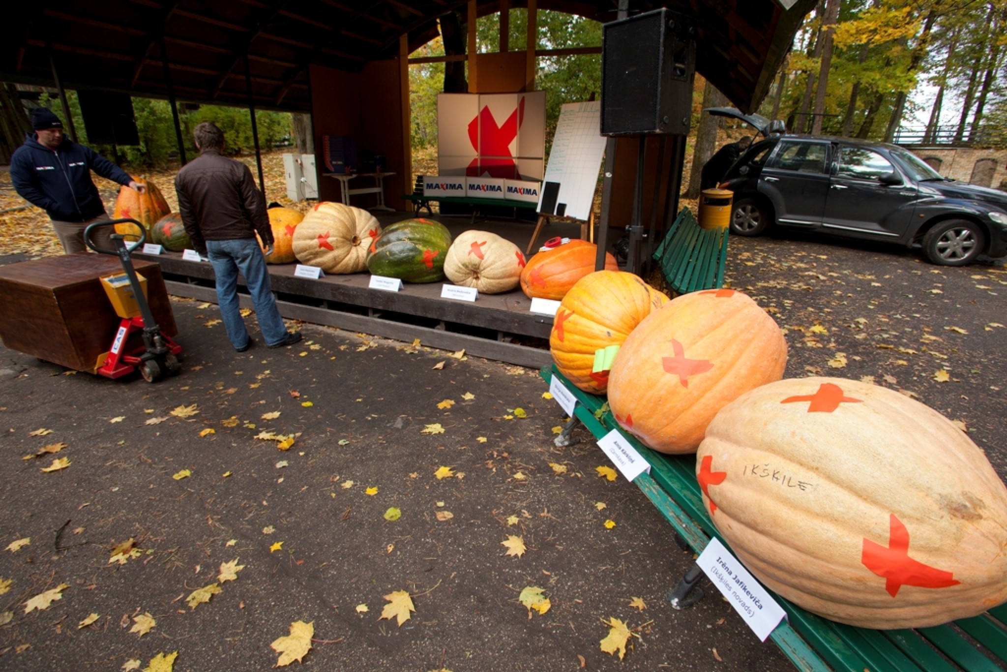 Foto: Jauns rekords! Latvijas lielākais ķirbis šogad 132 kilogramus smags