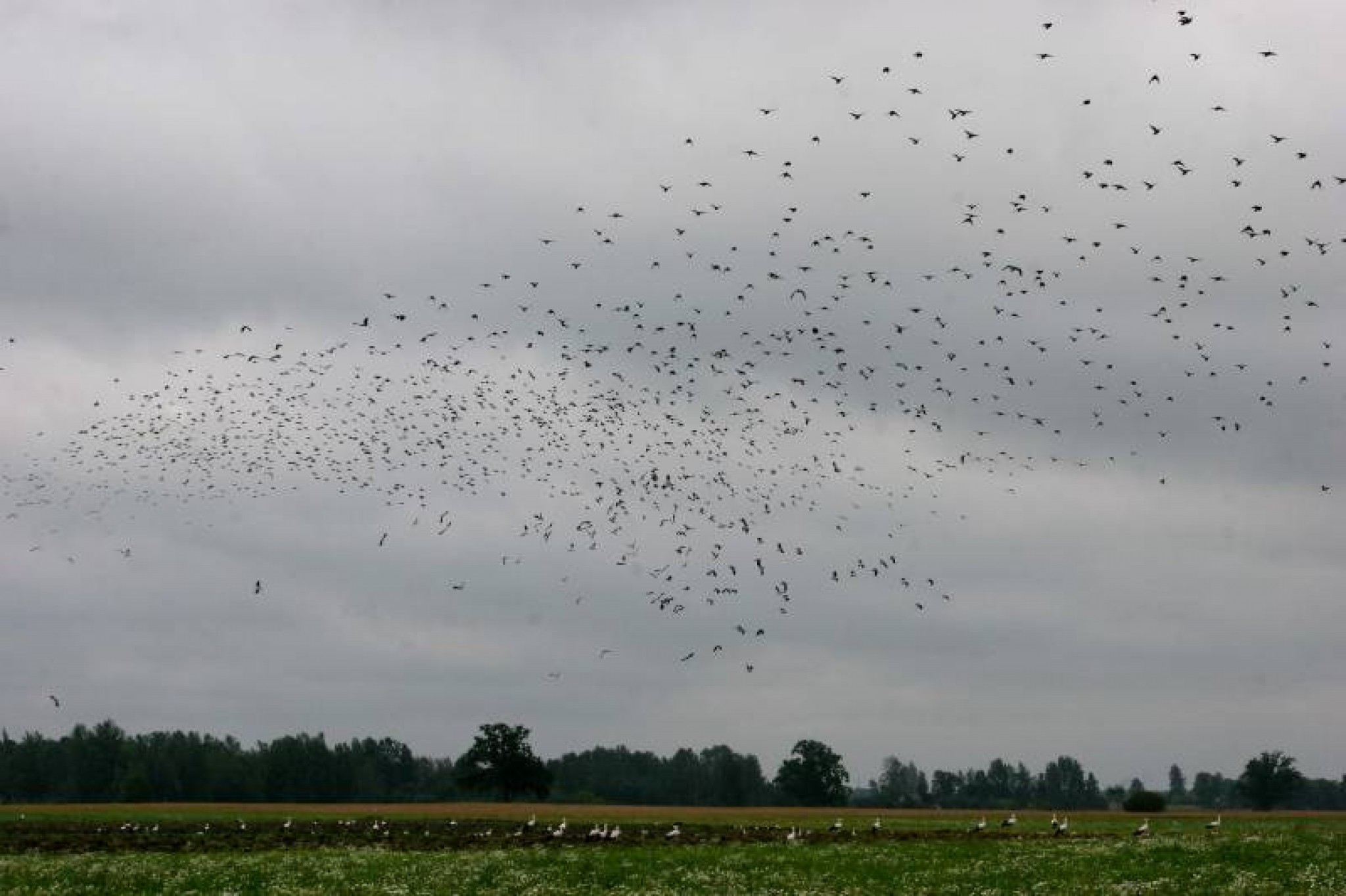 Aicina piedalīties Eiropas Putnu vērošanas dienās