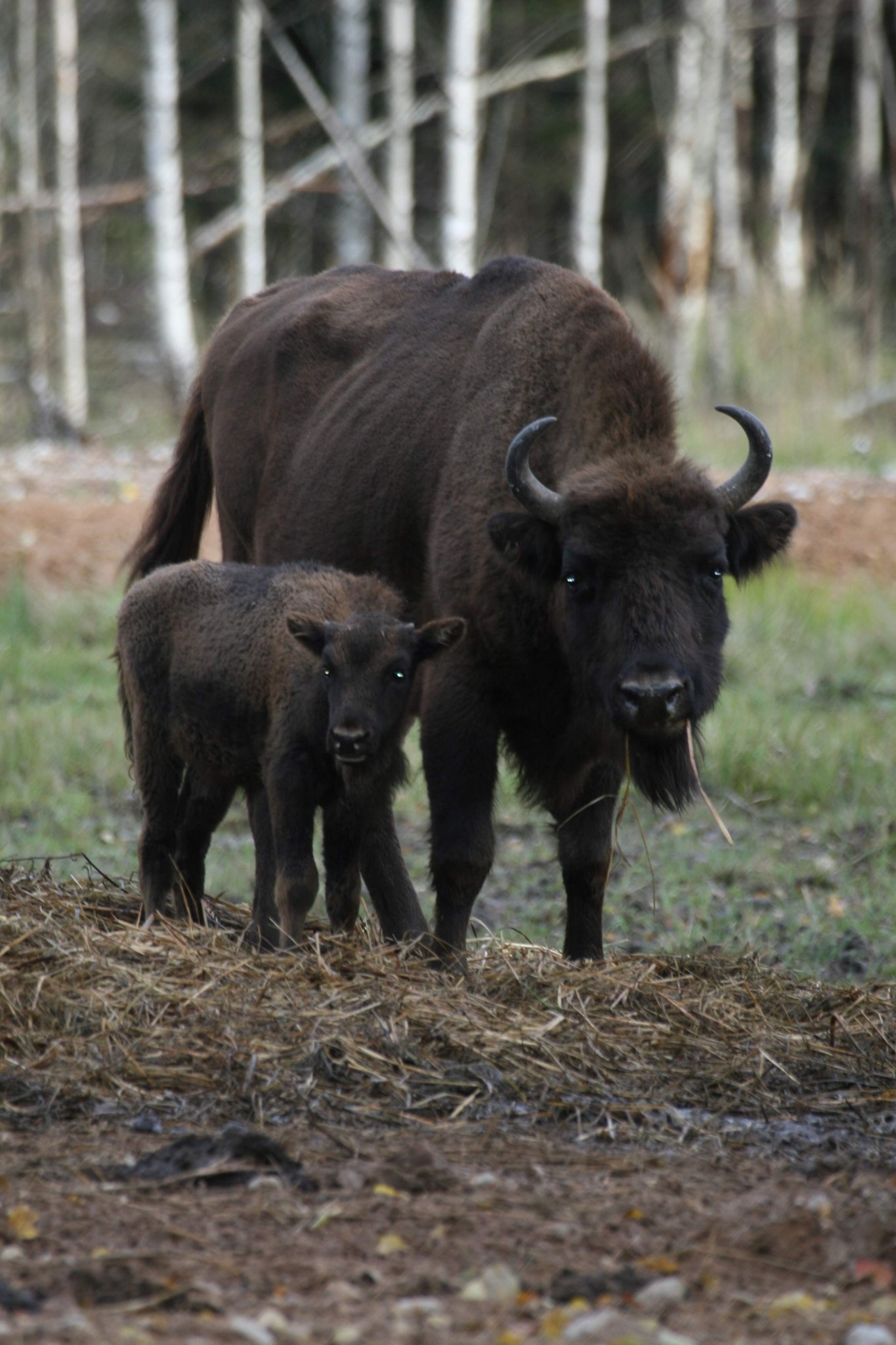 Zemitānu safari parkā piedzimis sumbru mazulis