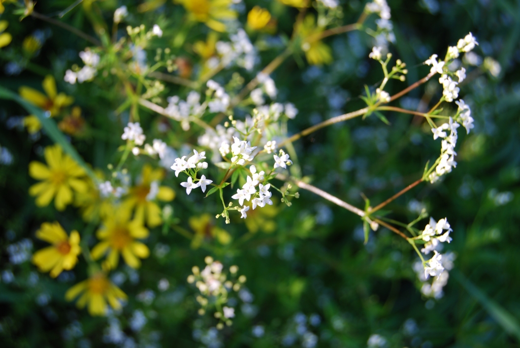 Vasarsvētki Blomē