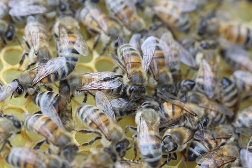 Pieteikšanās termiņš valsts atbalsta pasākumam „Atbalsts biškopības nozarei”