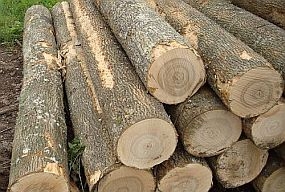 "Stora Enso Latvija" pērn strādājis ar apgrozījuma un peļņas kritumu