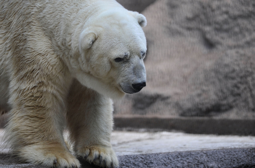 Krievijas noteiktā pārtikas embargo dēļ Maskavas zoodārza iemītnieki spiesti mainīt ēdienkarti