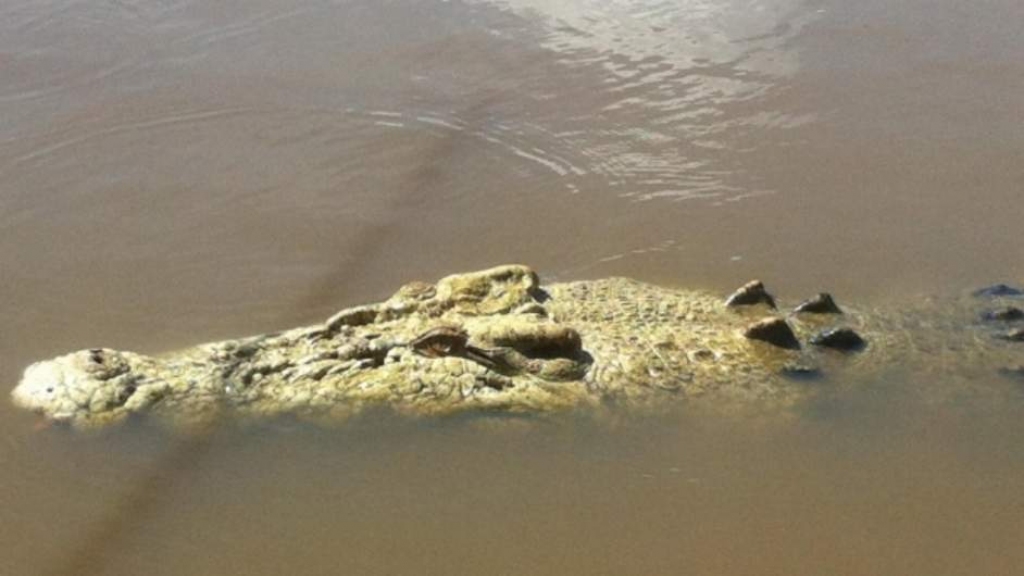 Austrālijā nošauj retas sugas albīnu krokodilu par pārgalvīga makšķernieka nokošanu