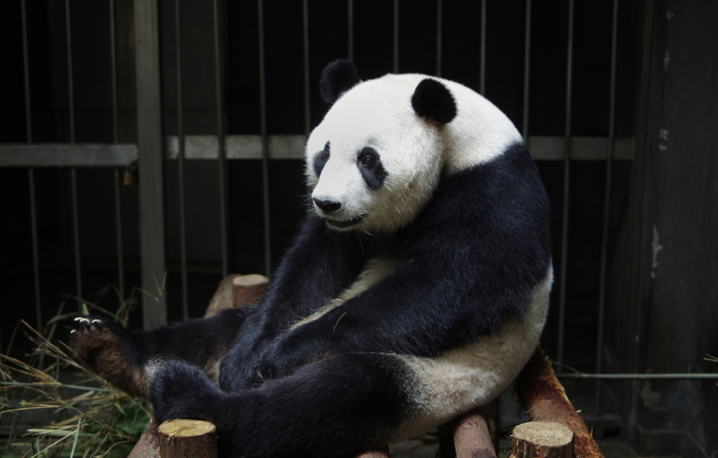 Apķērīga zoodārza panda notēlo grūtniecību, lai saņemtu labāku aprūpi