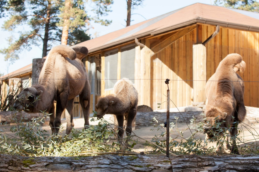 FOTO: Rīgas zoo kamieļi tiek pie atjaunotām mājām