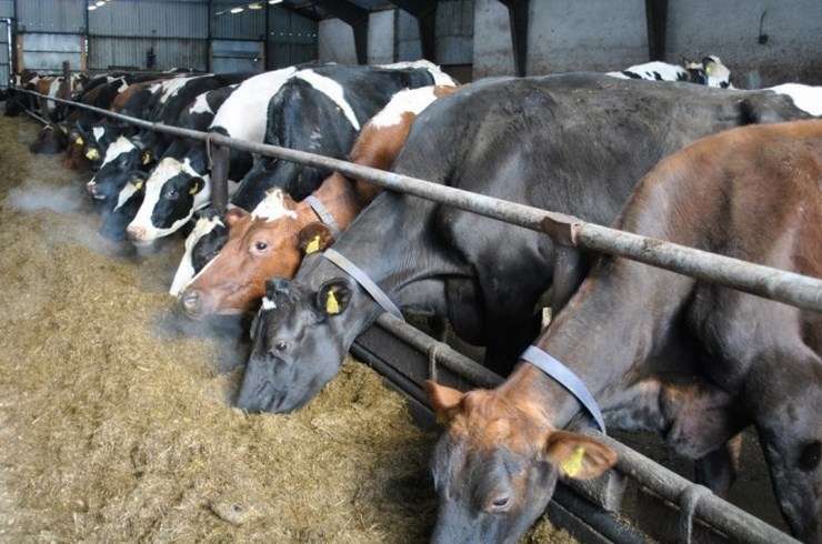 Mainītas prasības svaigpiena apritei tiešajā tirdzniecībā
