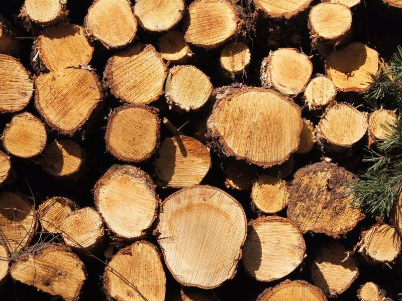 Kokapstrādes uzņēmums "Stora Enso Latvija" pērn apgrozījis 61,35 miljonus; nākotnes akcents - vietējais tirgus