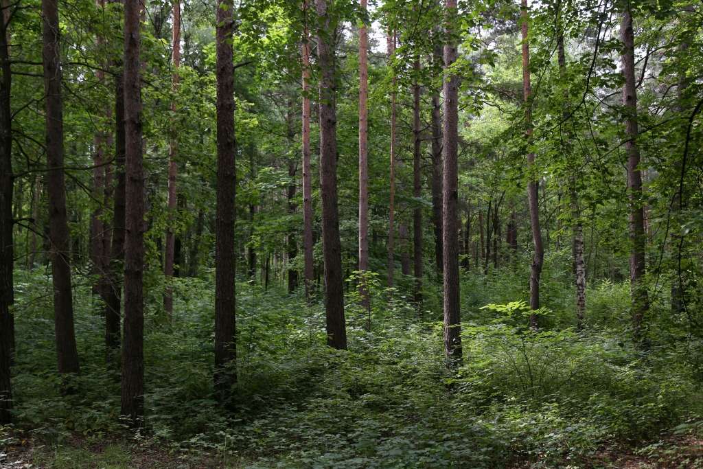 Lubānas novadā mežā apmaldījušies četri pieaugušie un divi bērni
