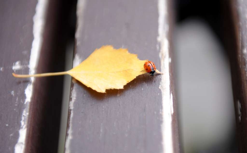 Brīvdienās būs samērā silts, gaidāms lietus