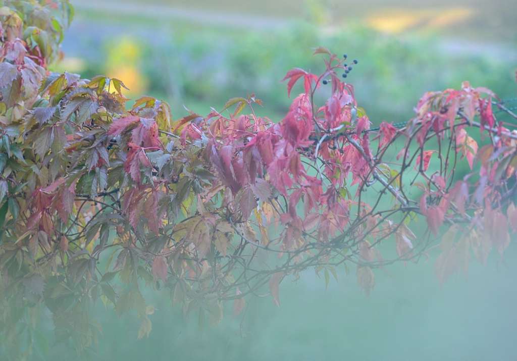 FOTO: Rudens krāsas un pirmās sarmas
