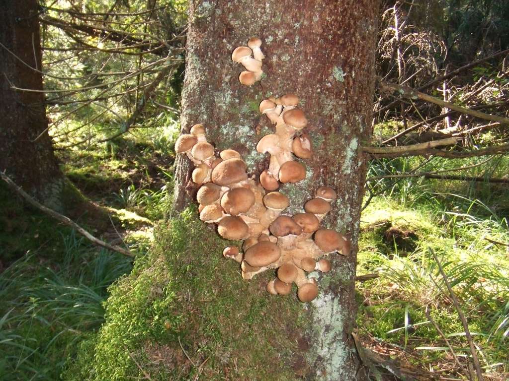 Dienas sēne sausuma nebaidās!