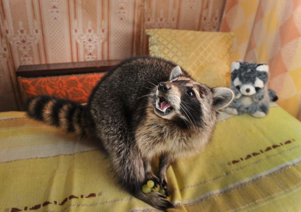 FOTO: Jenots - simpātiskais bandīts ar melno masku