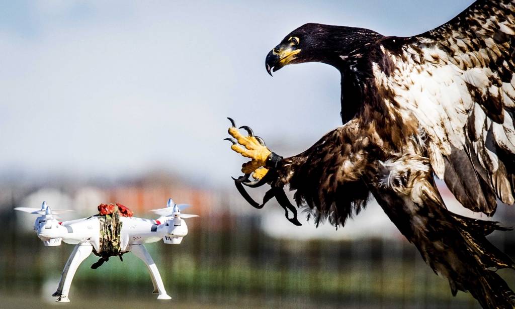 Nīderlandē dronus novāks trenēti policijas ērgļi
