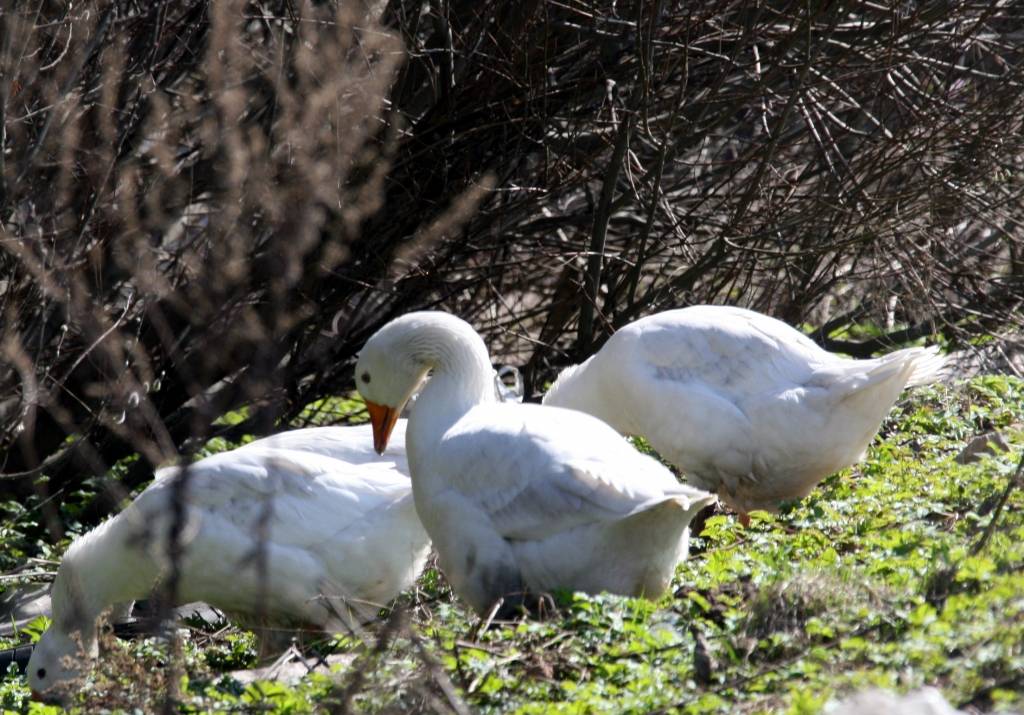 Uzdīgušos sējumus noēd gulbji un zosis; gaidāms kompensāciju pieprasījuma pieaugums