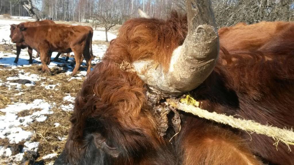PVD Stalbes pagastā konstatē cietsirdīgu izturēšanos pret liellopiem