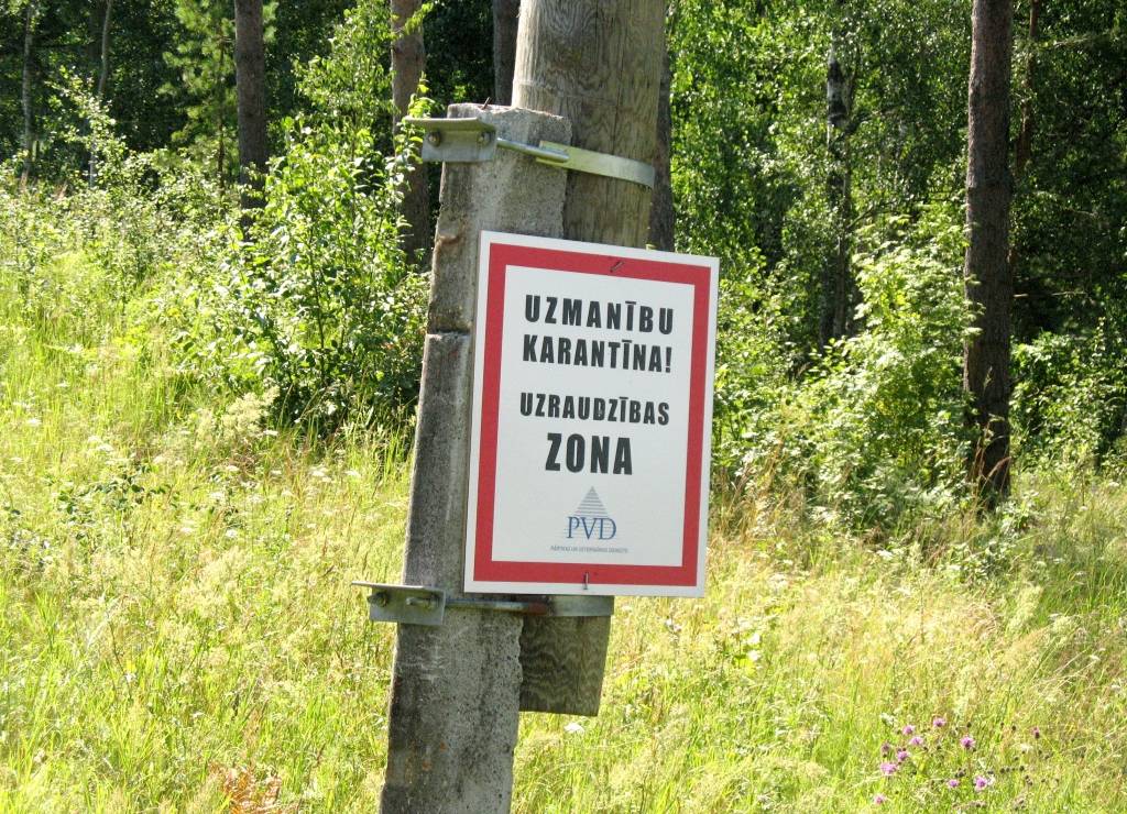 Biodrošības noteikumu neievērošanas sekas - Vārkavā ĀCM dēļ likvidē 50 cūkas