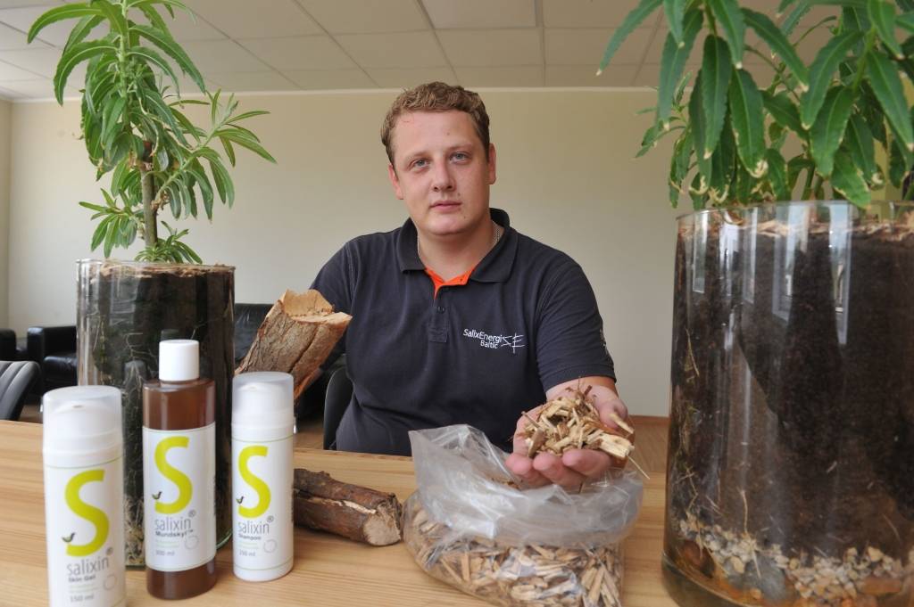 Kārklu plantācijas var līdzēt CO2 izmešu samazināšanā
