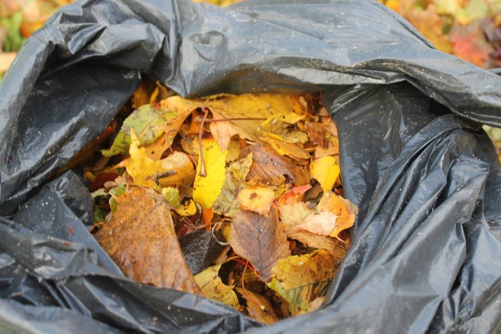 Smiltenē iedzīvotāju savākto lapu izvešana sāksies 14.novembrī