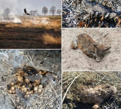 Ugunsdzēsēji glābēji Vidzemē dzēsa sešus kūlas ugunsgrēkus