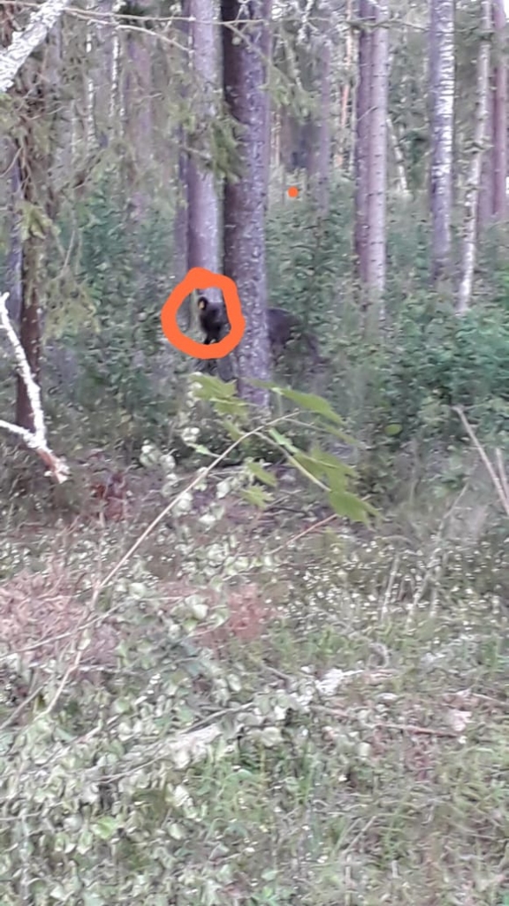Latvijas pierobežā turpina klejot lāči