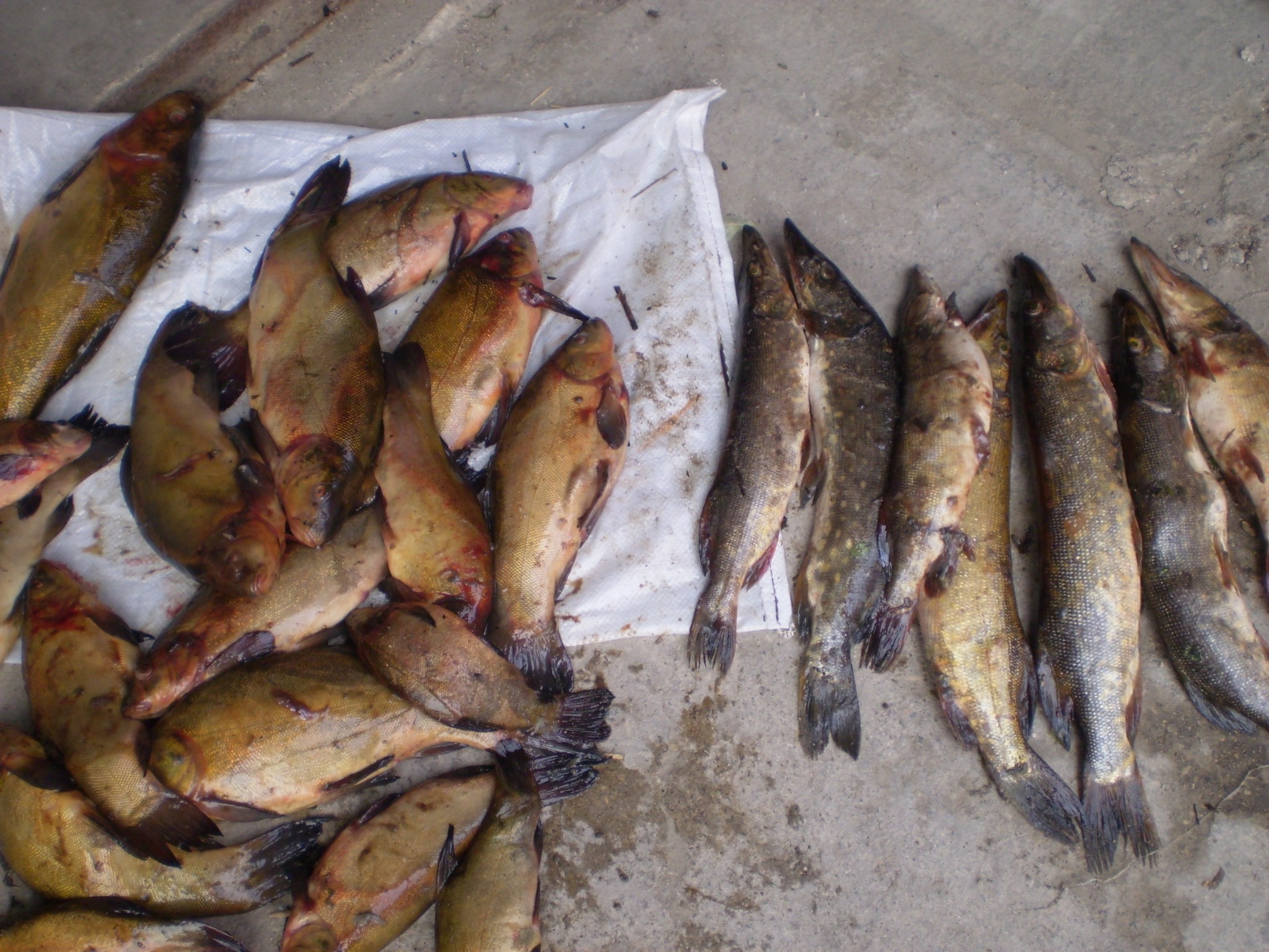 Burtnieku ezerā nelikumīgi nodarbojas ar maluzvejniecību