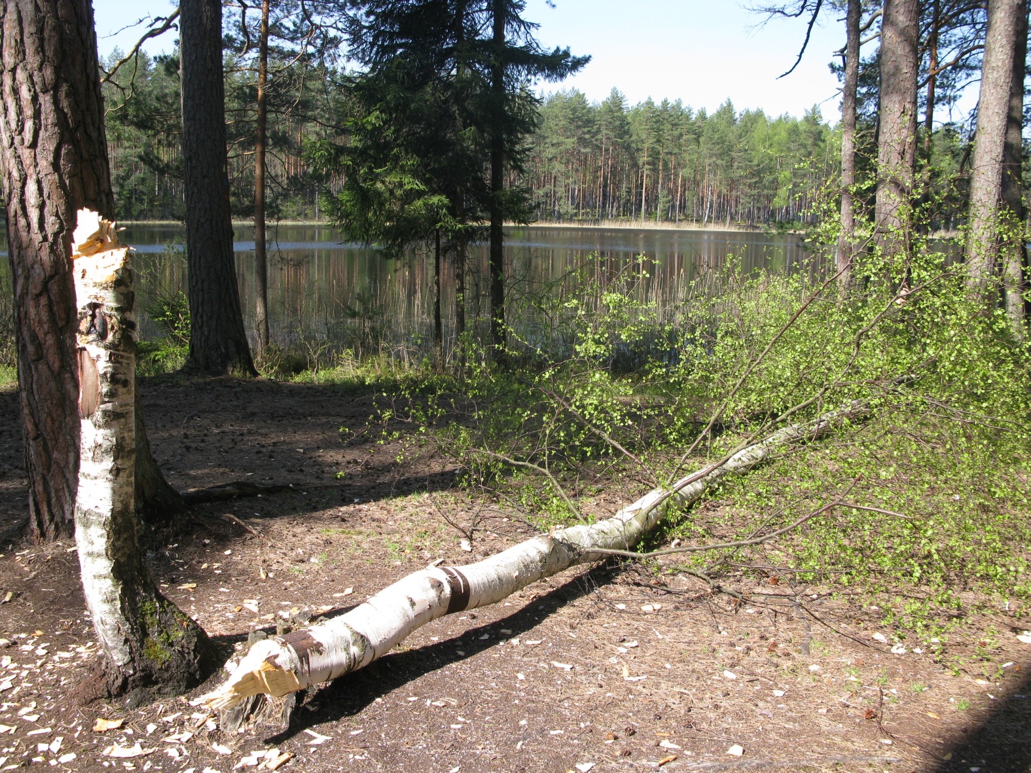 Niedrāja ezera krastā bērzam uzbrūk “divkājains bebrs”