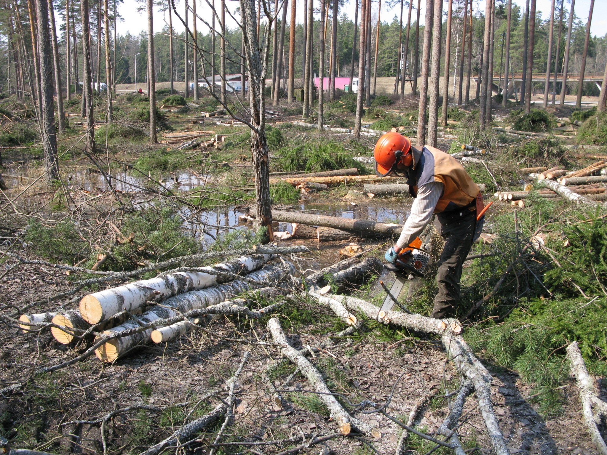 Launkalnes pagastā likvidē “zaļo ateju”