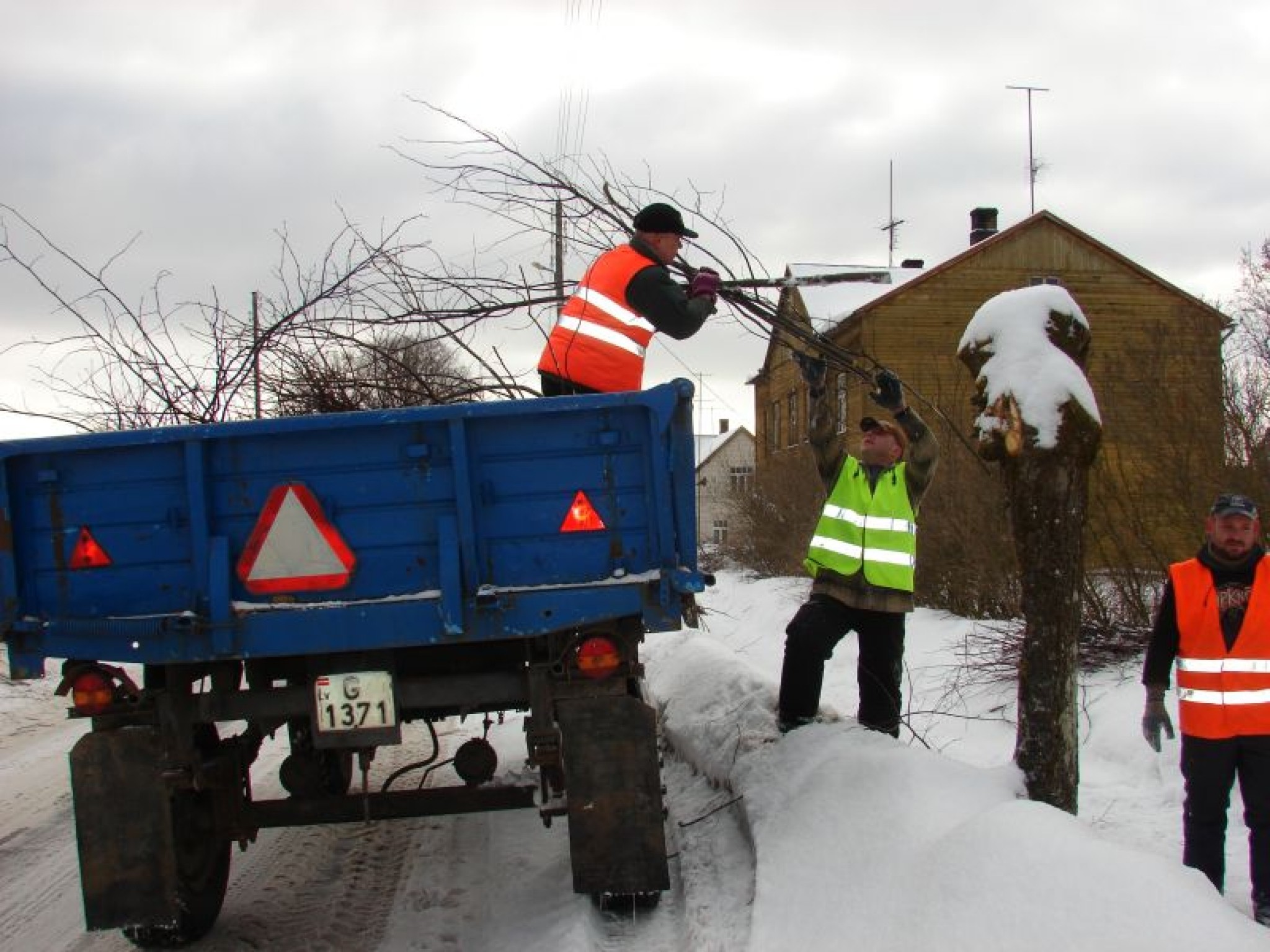 Strenčos pāraugušās liepas apzāģē pēc vecās metodes