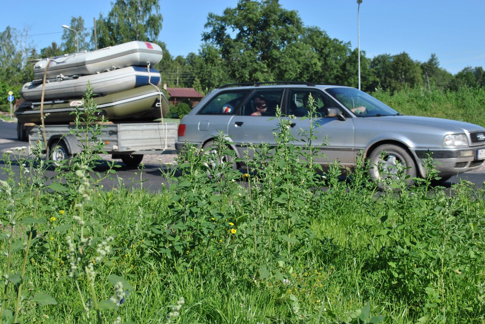 Smiltenes vizītkarte – balandas un citas nezāles?