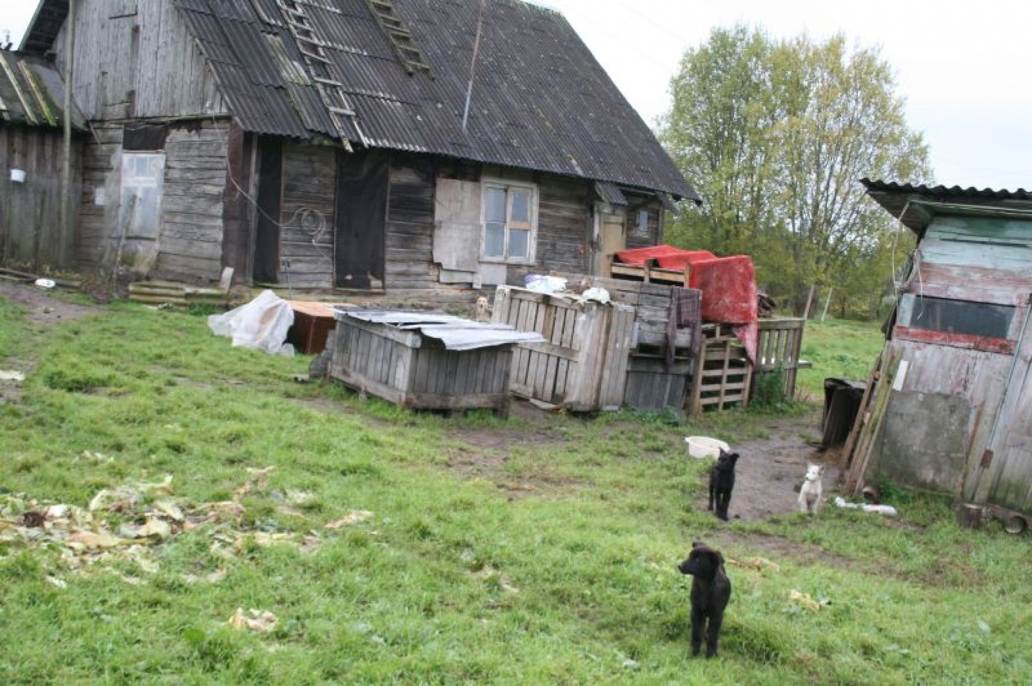 Valcēniete dzīvniekus mērdē badā (papildināts)