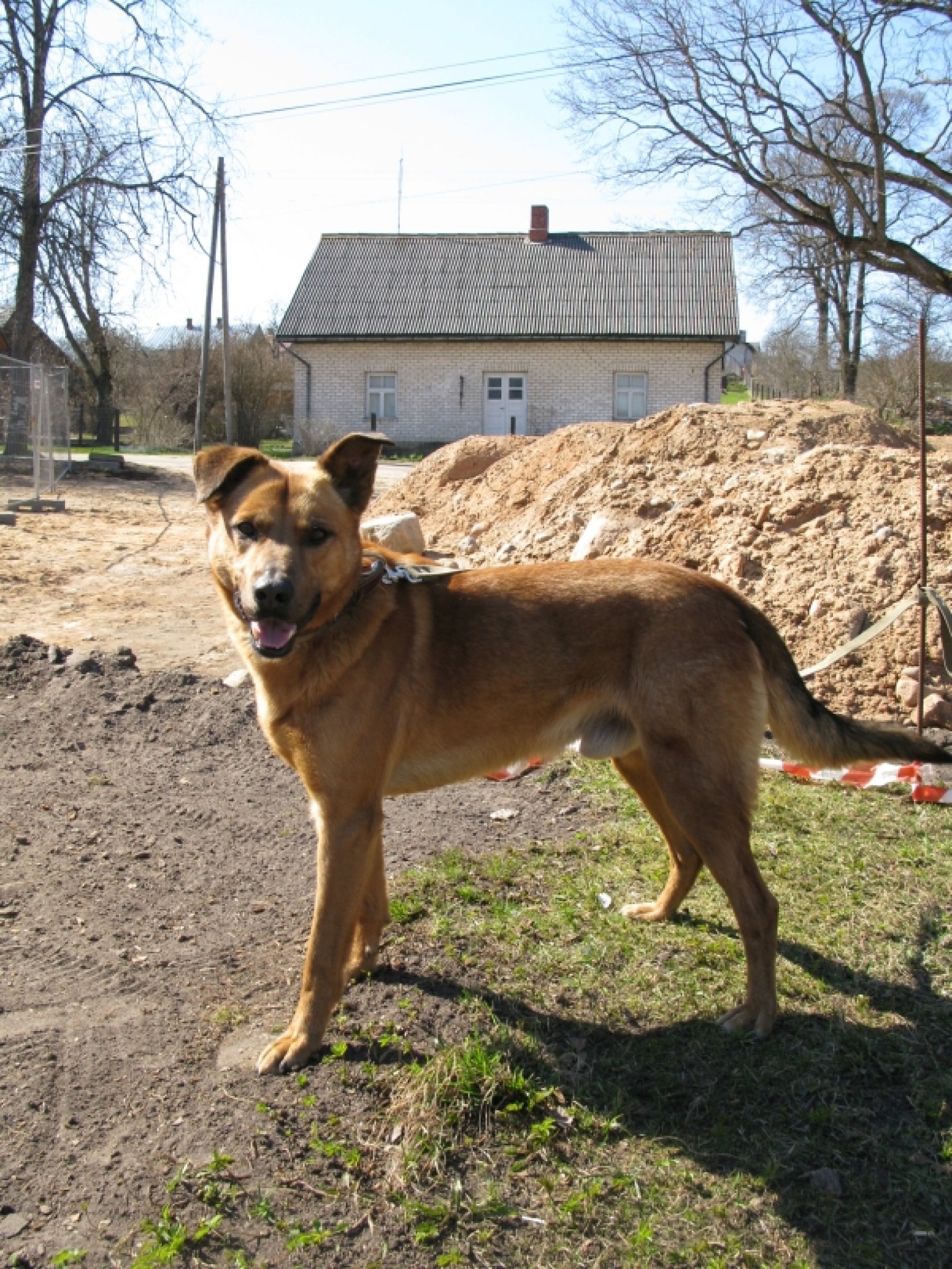 Dzīvnieku SOS: Meklē jaunu saimnieku