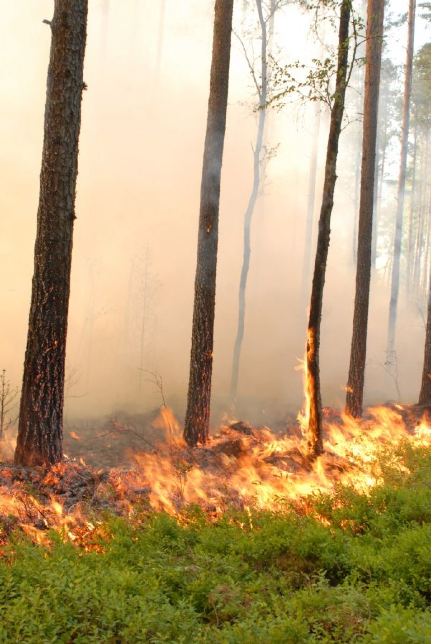 Ugunsgrēkā izdeg 15 hektāri meža