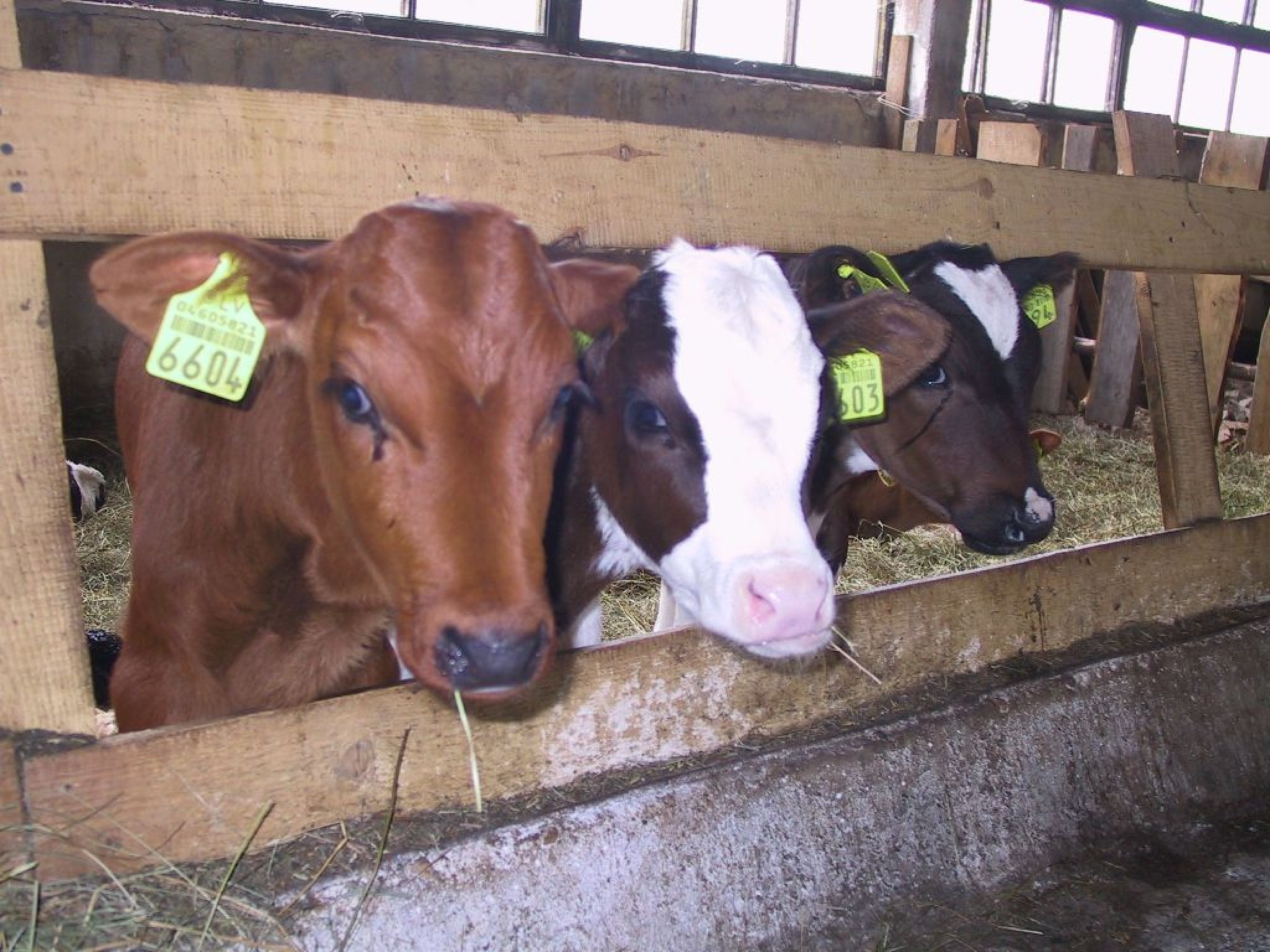 Piena lopkopības nozarē draud krīze