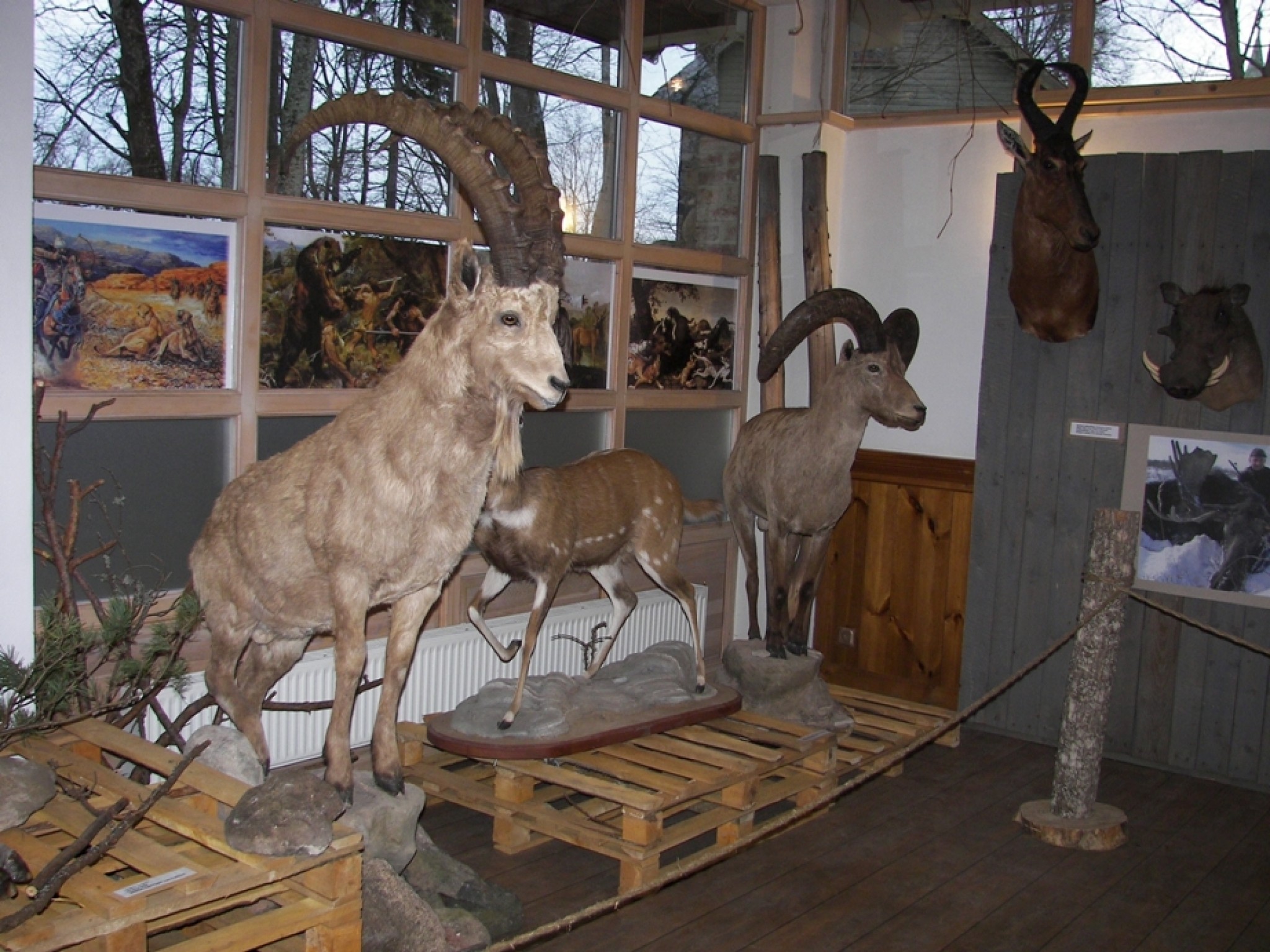 Valmieras muzejā  apskatāma izstāde „Latviešu medību tradīcijas”