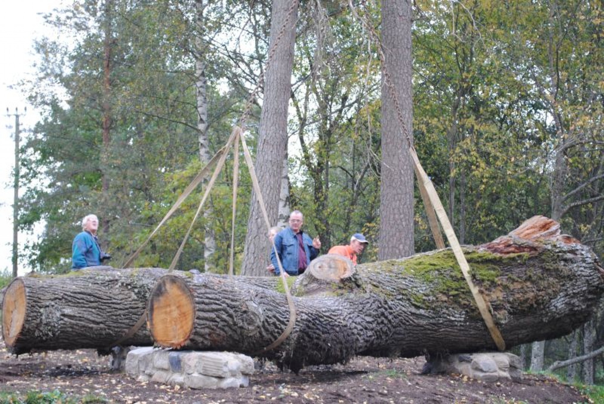 Strenčos no sapūšanas glābj Vecā ozola fragmentu  