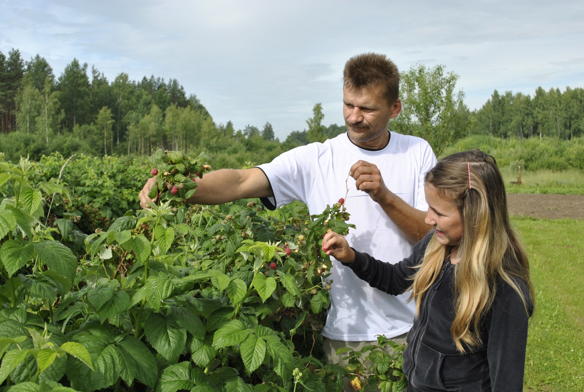 Variņu pagastā ienākušās pirmās avenes