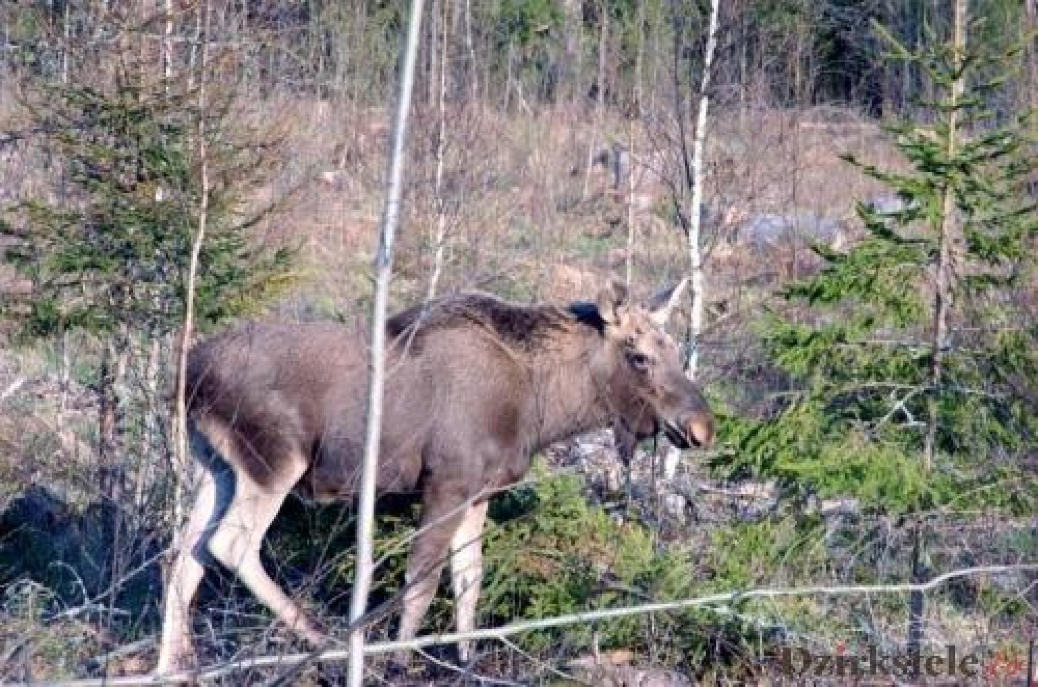 Atgriežamies pie publicētā:Kārtējā sadursme ar alni 