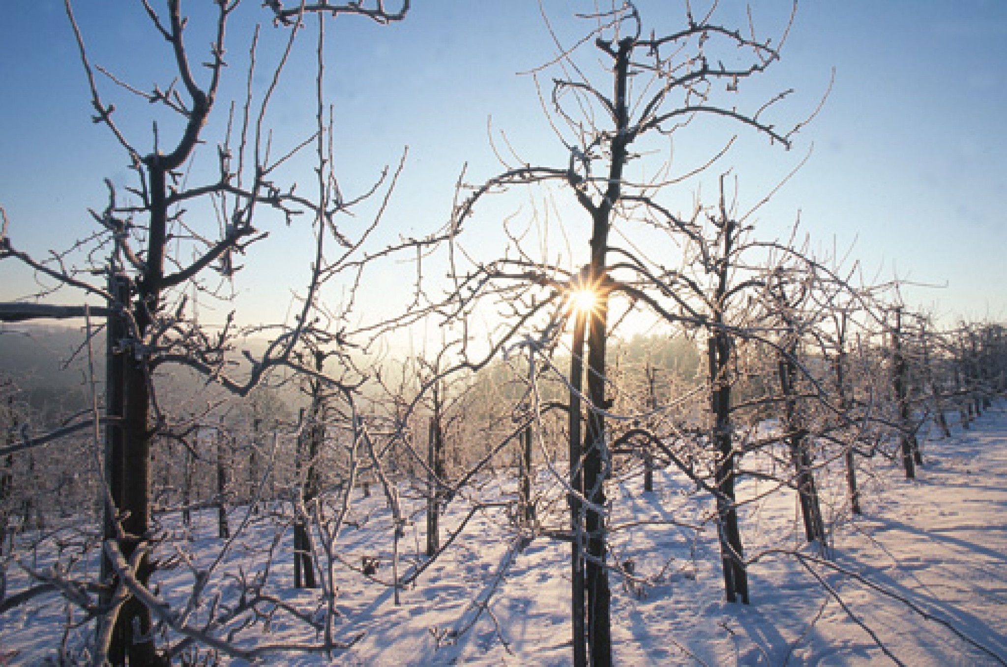 Kaļķojam kokus un mīdām sniegu ("Dzīvespriekam" 2011.g. janvāris)