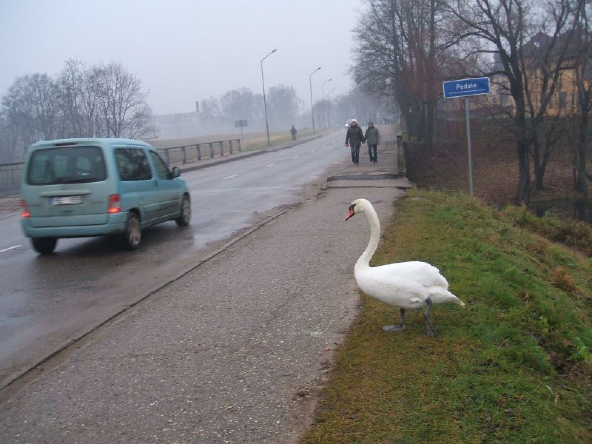 Gulbji šoruden negrasās lidot projām
