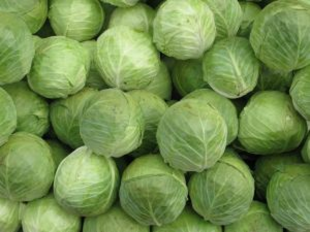 SIA Dimdiņi Agro kāpostu stādīšana kavēsies 
