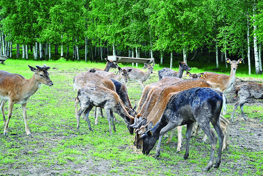 Aitu cūkas gaida laimīgs mūžs