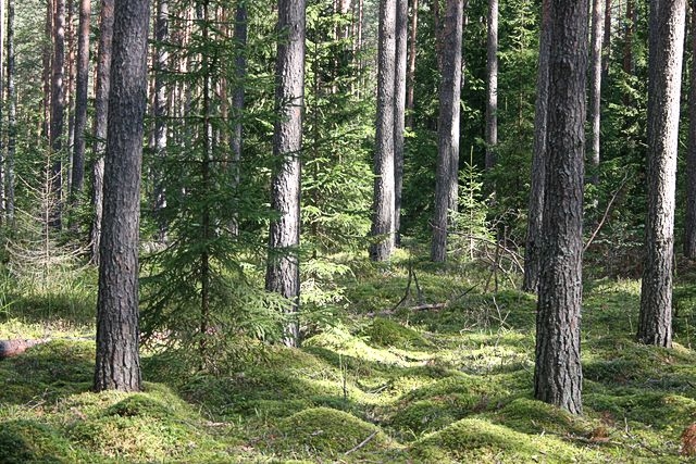 Valkas pagastā apmaldās ogotāja