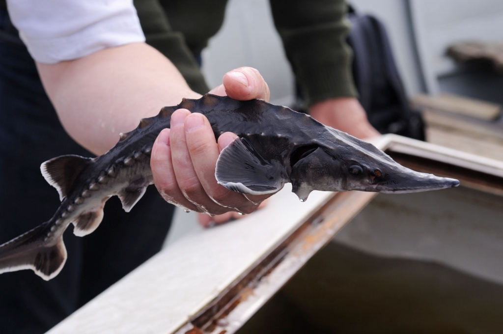Daugavā pie Mangaļsalas izlaisti pirmie Baltijas storu mazuļi