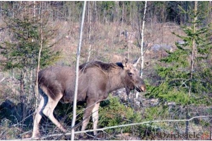 Valkas novada domes priekšsēdētājs cieš satiksmes negadījumā (Precizēts!)