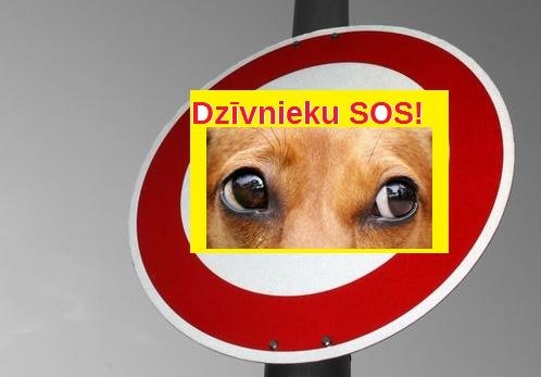 Dzīvnieku SOS: Lūgums palīdzēt - Smiltenē pazudis suns!Joprojām nav atradies!