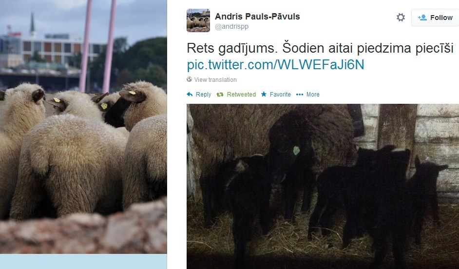 Smiltenes pagastā aitai "atskrējuši" pieci jēriņi