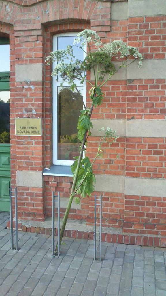 Vai tiešām kāds nolicis ziedus?