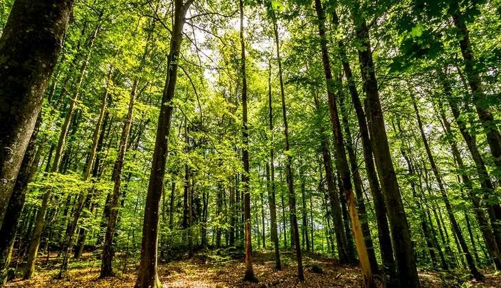 Lauksaimnieki un pašvaldības iebilst pret Meža likuma grozījumu stāšanos spēkā