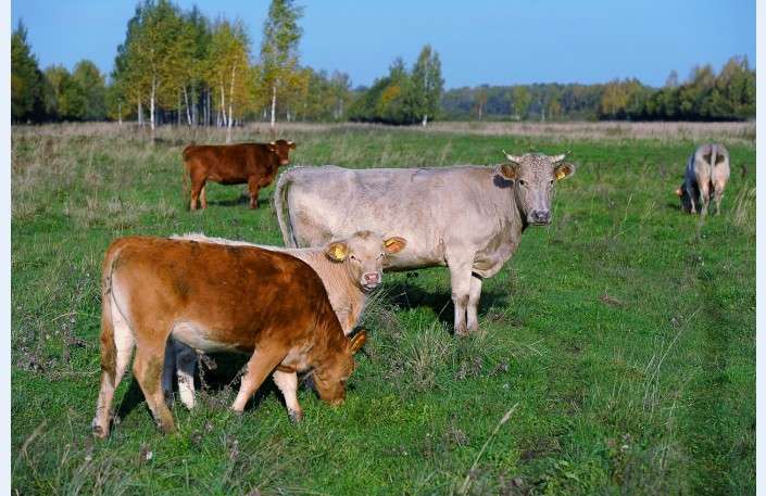 Lauksaimnieku apvienība: Piena bullēni paliek bez atbalsta, vai šāda ir ilgtermiņa lauku attīstības stratēģija?